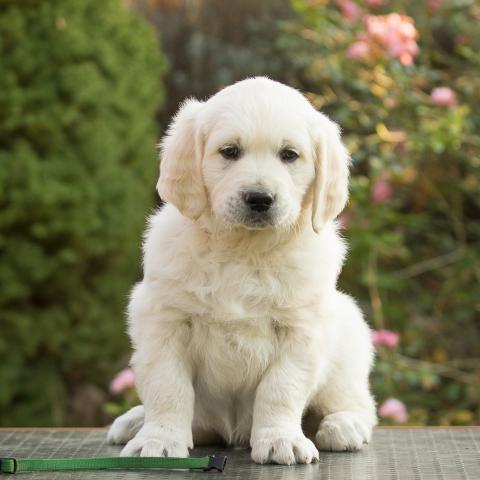 Lindenhoney Adventurer 