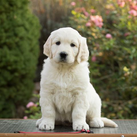 Lindenhoney Aerial Dancer 