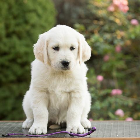 Lindenhoney Angel Face