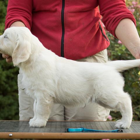 Lindenhoney Always Handsome