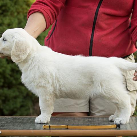 Lindenhoney All You Need