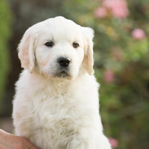 Lindenhoney All You Need