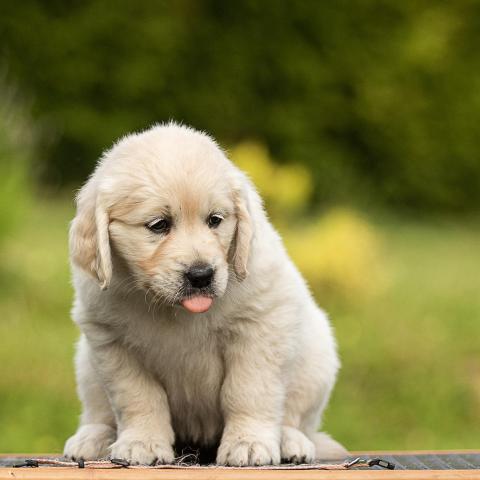 Lindenhoney Breeze of Summer