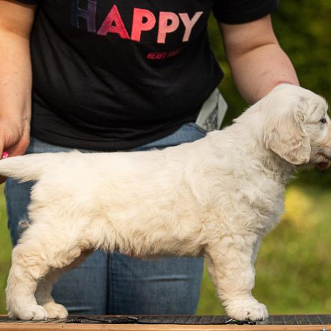 Lindenhoney Buffalo Soldier