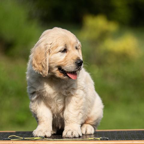 Lindenhoney Baker Street