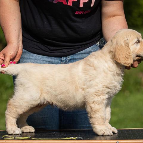 Lindenhoney Born of Starshine