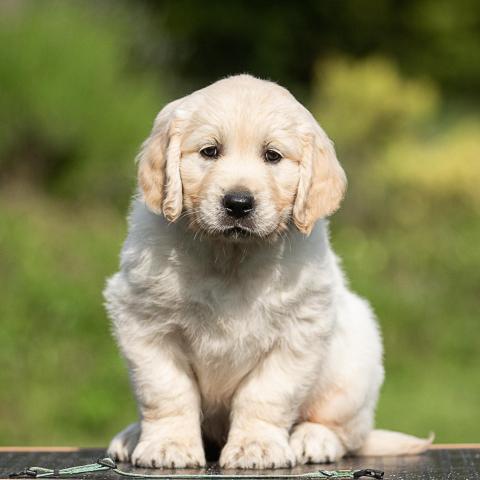 Lindenhoney Belfry of Bruges