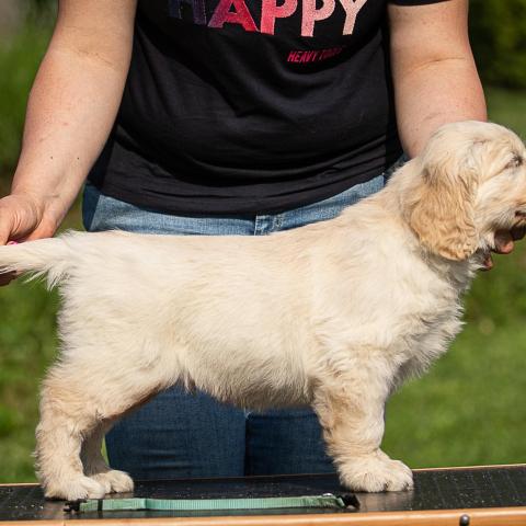 Lindenhoney Buffalo Soldier