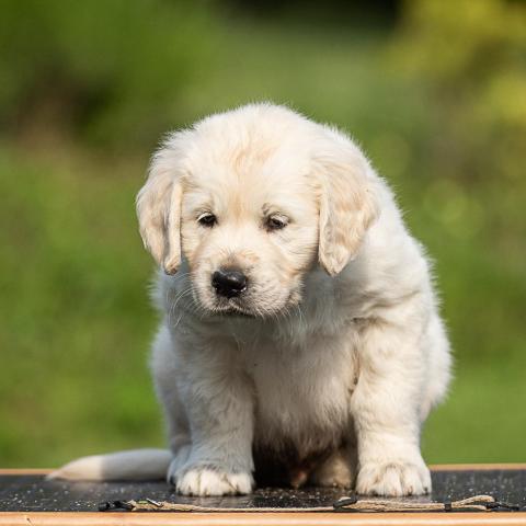 Linenhoney Baker Street