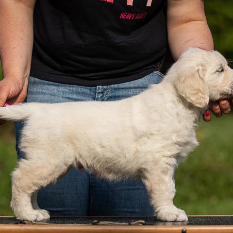 Lindenhoney Born to be Wild