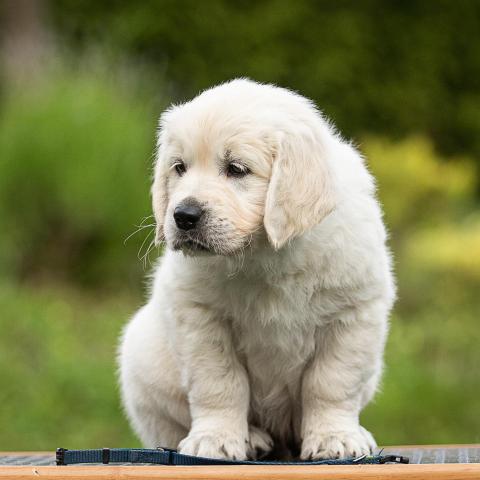 Lindenhoney Born to be Wild