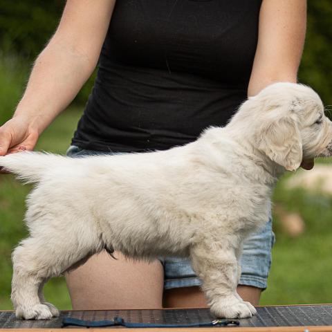 Lindenhoney Begin the Beguine