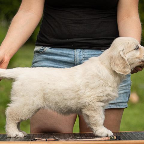 Lindenhoney Be My Lover