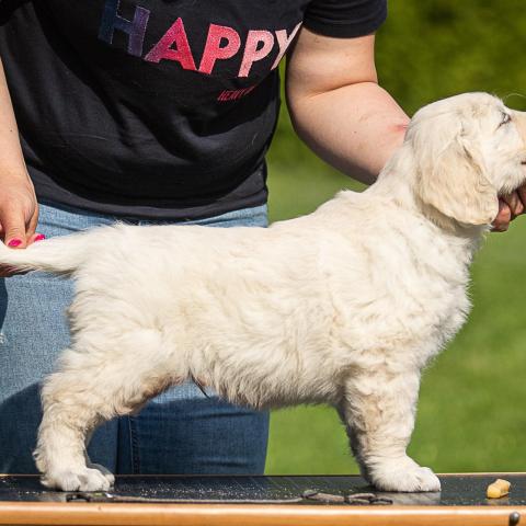 Lindenhoney Begin the Beguine