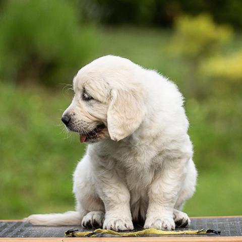 Lindenhoney Blanche Dubois