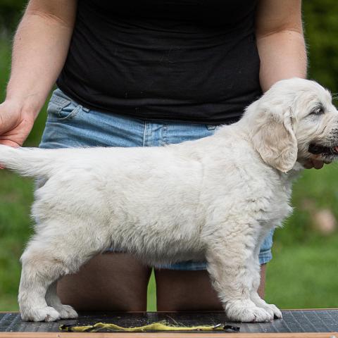 Lindenhoney Blanche Dubois