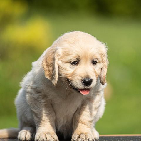 Lindenhoney Breeze of Summer