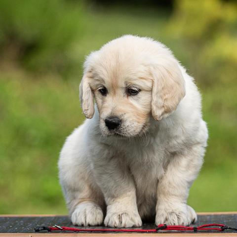 Lindenhoney Beverly Hills