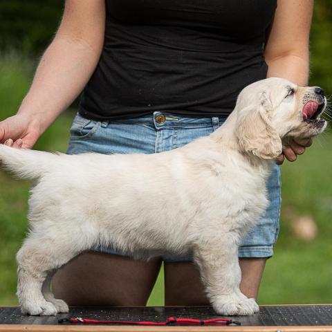 Lindenhoney Beverly Hills