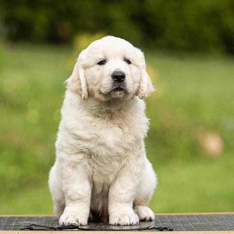 Lindenhoney Born of Starshine