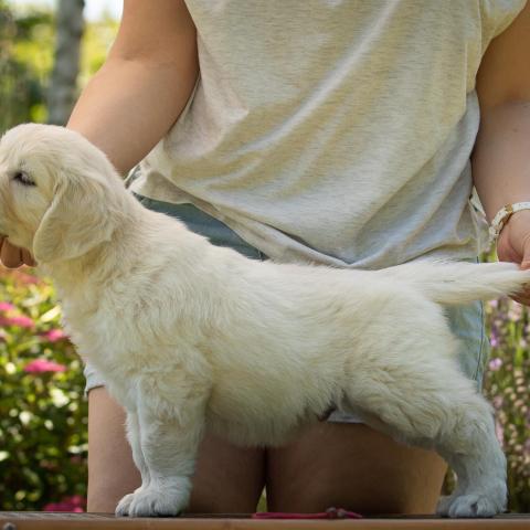 Lindenhoney Cherry Coke