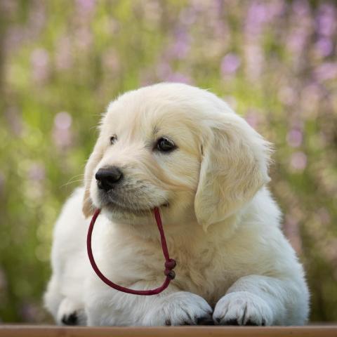 Lindenhoney Cherry Coke