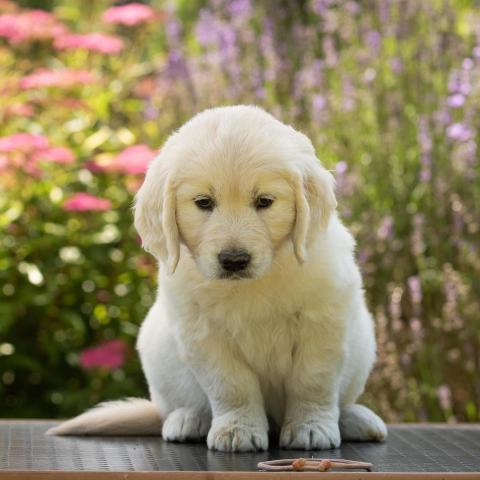 Lindenhoney Cherry On The Cake