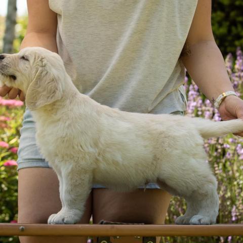 Lindenhoney Chocolate Parfait