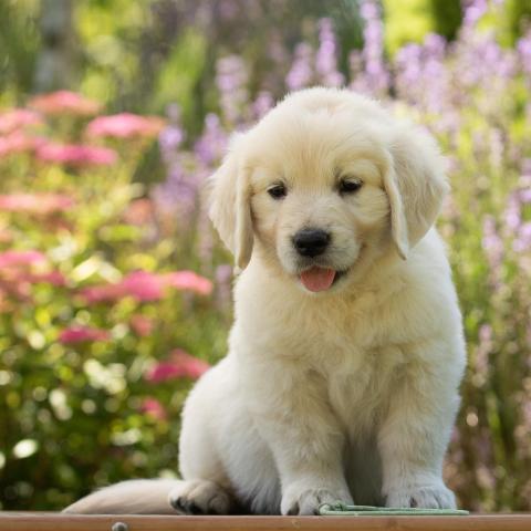 Lindenhoney Chupa Chups