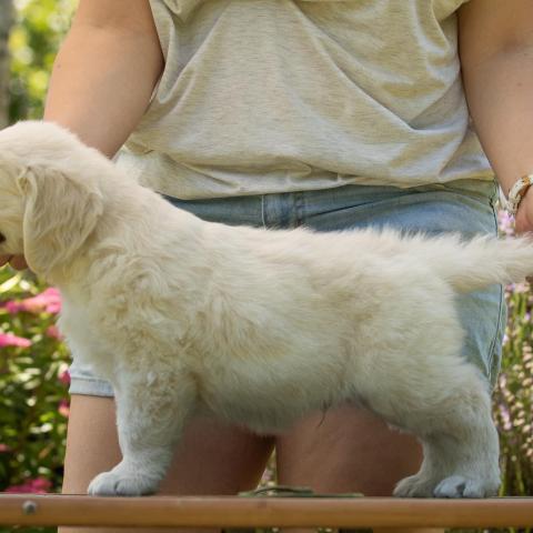 Lindenhoney Cup Of Tea