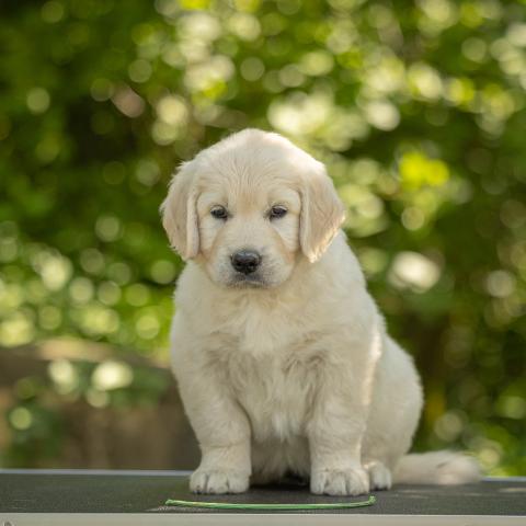 Lindenhoney Endless Summer