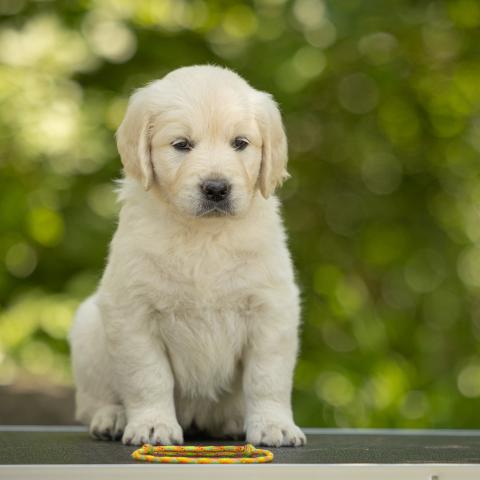 Lindenhoney Ever After