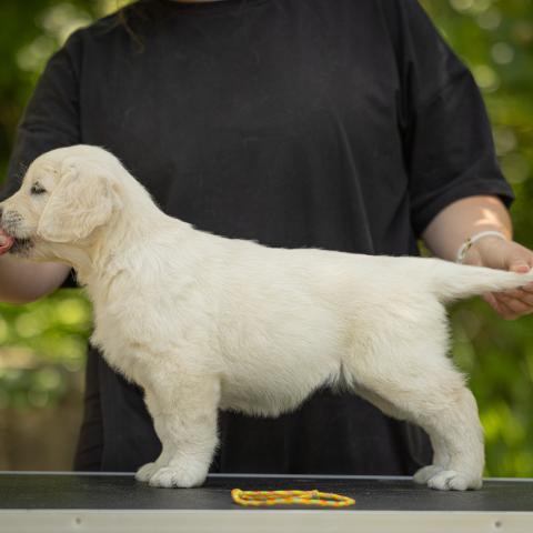 Lindenhoney Ever After