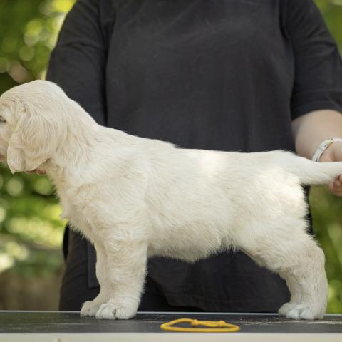 Lindenhoney Evening Primrose