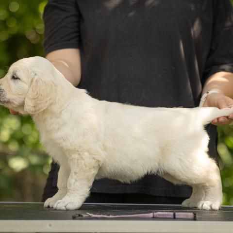 Lindenhoney Especially For You