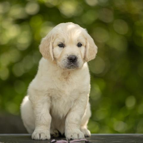 Lindenhoney Especially For You