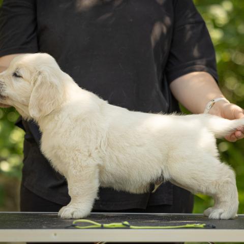 Lindenhoney Emerald’n Gold