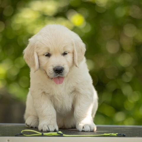 Lindnehoney Emerald’n Gold