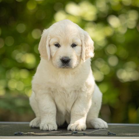 Lindenhoney Emblem Of Love