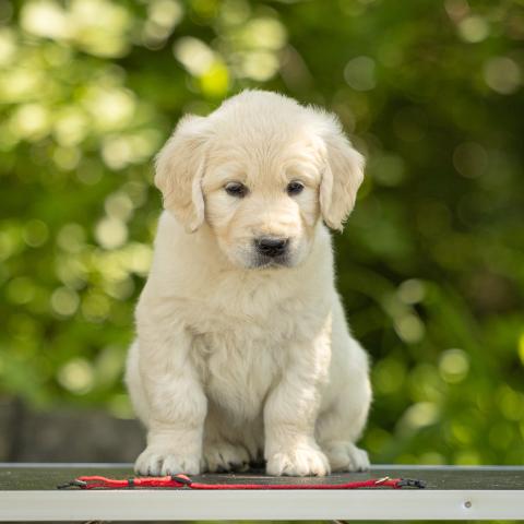 Lindenhoney Enchantress